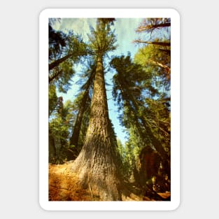 Sequoia tree Sticker